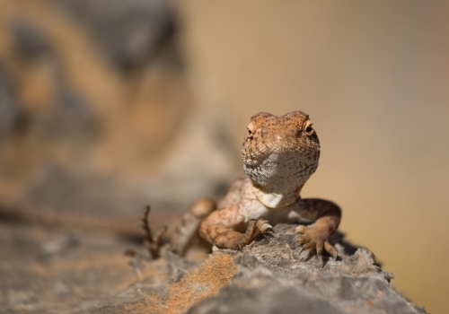 Orange dragon lizard perched on textured rock surface. - Australian Stock Image
