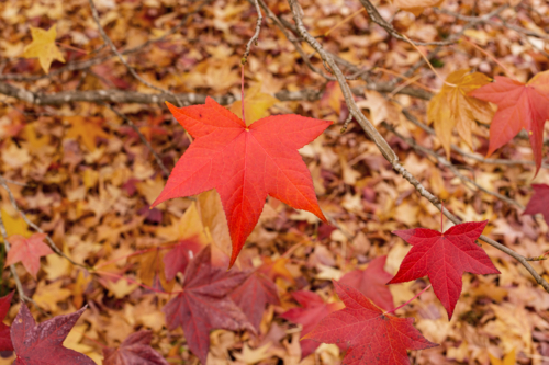 Orange fall leaves against forest floor - Australian Stock Image