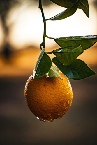 Orange hanging off a branch after the rain - Australian Stock Image
