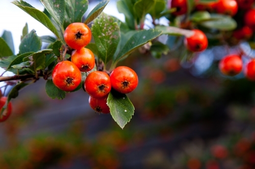 Orange hawthorn berries close up
