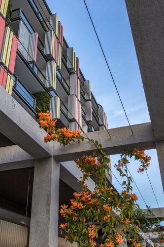Orange honeysuckle vines growing over pergola under city apartments - Australian Stock Image