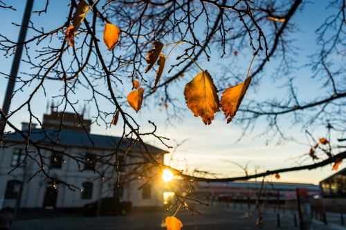 Orange leaves in Autumn - Australian Stock Image