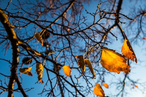 Orange leaves in Autumn - Australian Stock Image