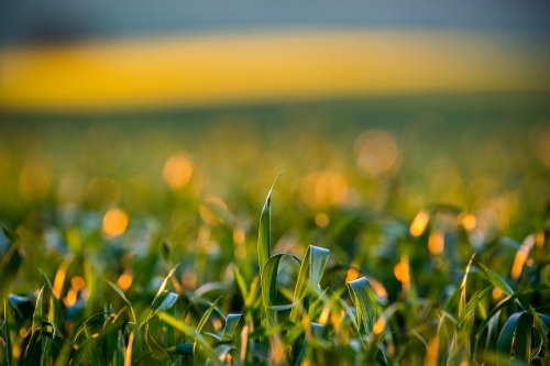 Orange light over Beckom wheat with yellow background - Australian Stock Image