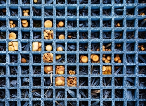 orange mushrooms growing in square grid - Australian Stock Image
