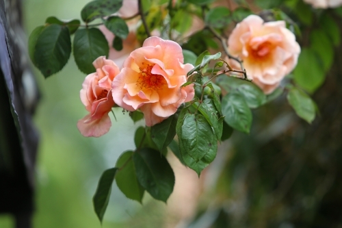 Orange roses at open garden - Australian Stock Image