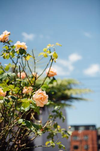 Orange roses in suburban garden