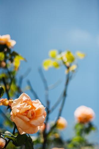 Orange roses in suburban garden