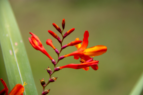 Orange sprouting flower in focus - Australian Stock Image