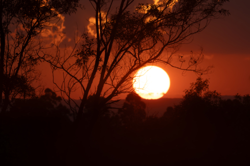 orange summer sun on the horizon at sunset with silhouetted branches - Australian Stock Image