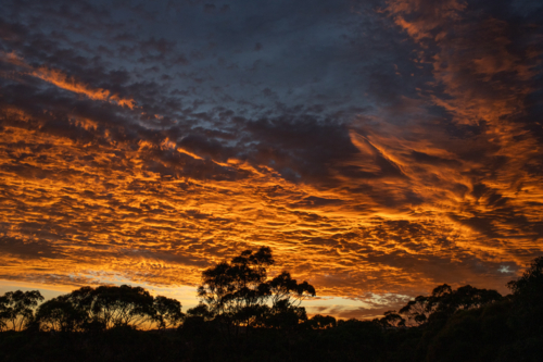 Orange sunrise in clouds with tree line - Australian Stock Image