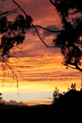 Orange sunrise silhouette of trees