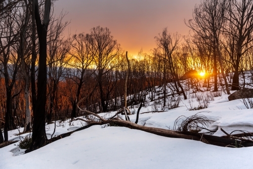 Orange sunset through the trees on a snowy forest - Australian Stock Image
