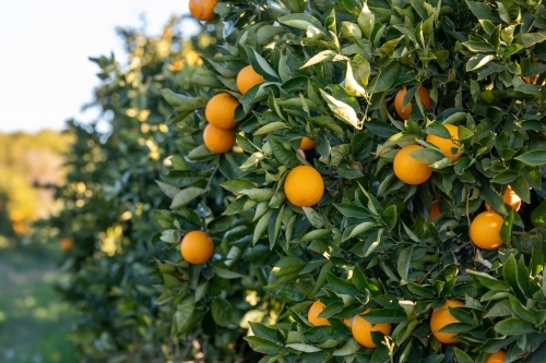 Orange tree - Australian Stock Image