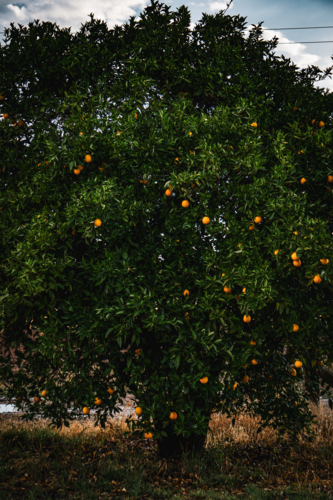 Orange tree - Australian Stock Image
