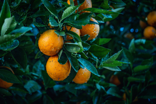Oranges on a tree - Australian Stock Image