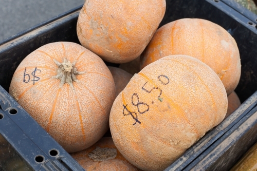 Organic pumpkins in a plastic bin at a regional farmers market - Australian Stock Image