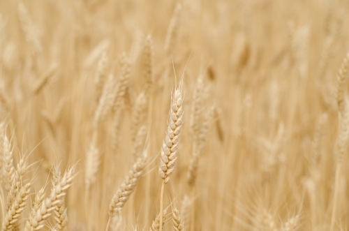 Organic Wheat Crop - Australian Stock Image
