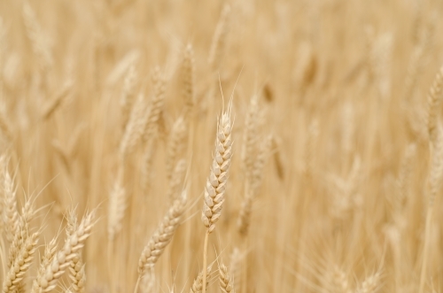 Organic Wheat Crop