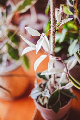 ornamental indoor climbing plant in a pot - Australian Stock Image