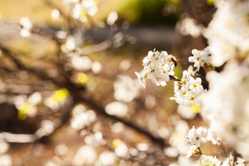 Ornamental Pear blossom on tree in spring - Australian Stock Image