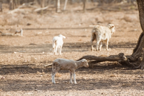 Orphaned Merino Lamb during Drought - Australian Stock Image