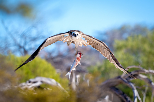Osprey carrying freshly caught Shark Bay Sea Mullet through coastal scrub - Australian Stock Image