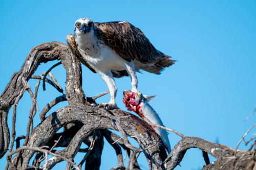 Osprey gripping fresh catch on twisted branches - Australian Stock Image