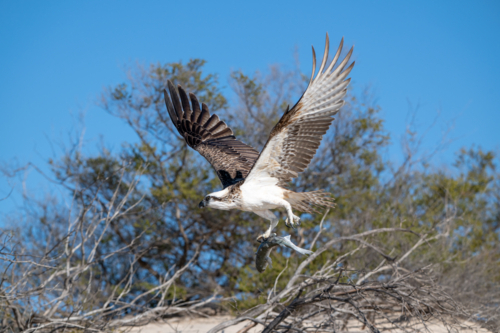 Osprey launching from bare branches with sea mullet in its talons against a blue sky. - Australian Stock Image