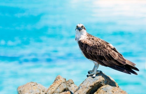 Osprey perched on a rock with the sea on the background - Australian Stock Image