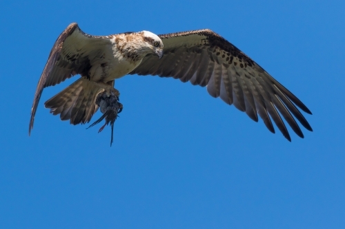 Osprey with water bird - Australian Stock Image