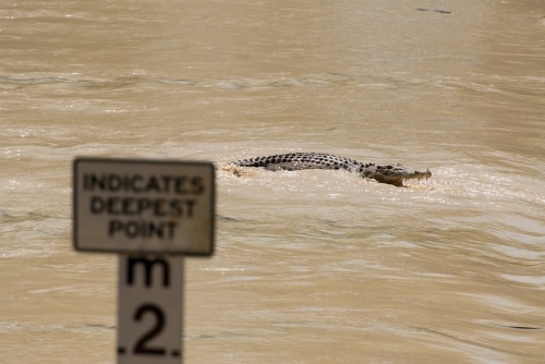 Out of focus depth gauge with in focus Saltwater Crocodile on a flooded river crossing - Australian Stock Image