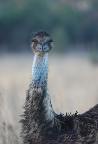 Outback Emu - Australian Stock Image