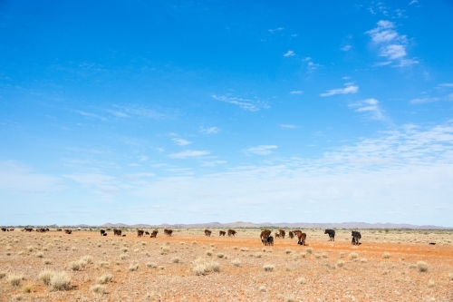 Outback landscape with cattle and blue sky - Australian Stock Image