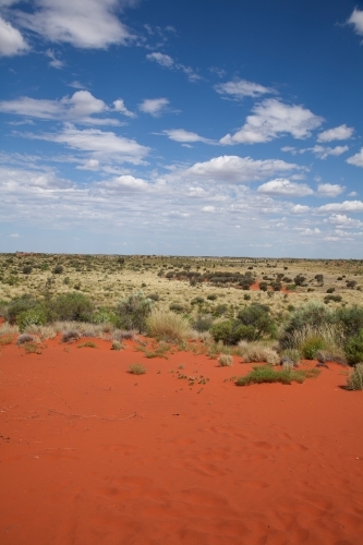 Outback landscape with red dirt and dry grass