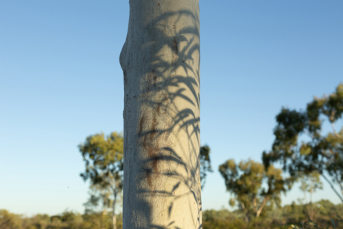 Outback textures of leaves casting a shadow on gum tree trunk - Australian Stock Image