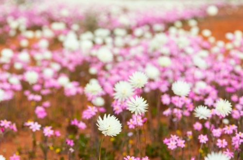 outback wildflowers growing in red dirt - Australian Stock Image