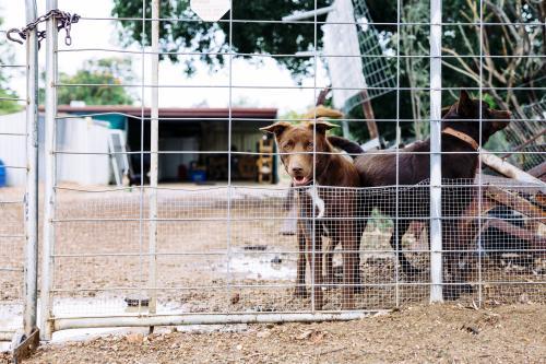 Outdoor brown dogs in fenced area - Australian Stock Image