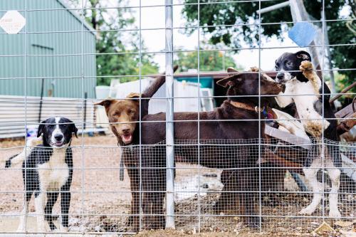 Outdoor dogs in fenced area jumping and guarding - Australian Stock Image