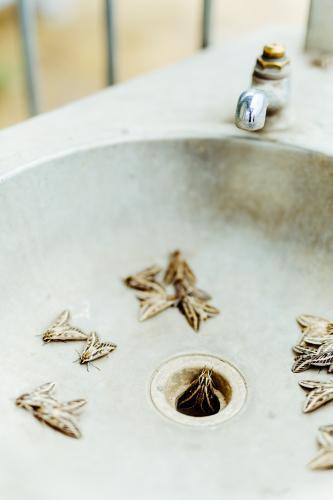 Outdoor sink filled with moths and insects