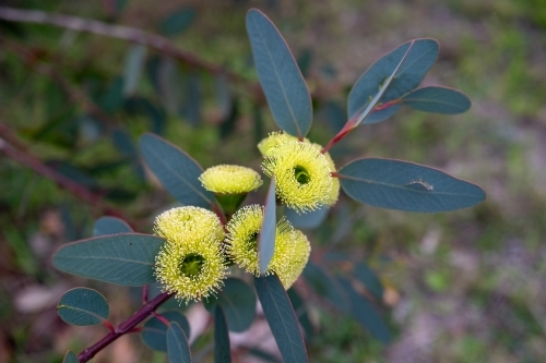 Oval eucalyptus leaves with yellow flowers - Australian Stock Image