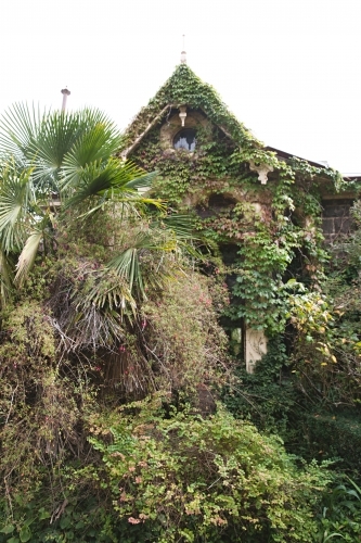 Overgrown old house and paths filled with foliage and ivy