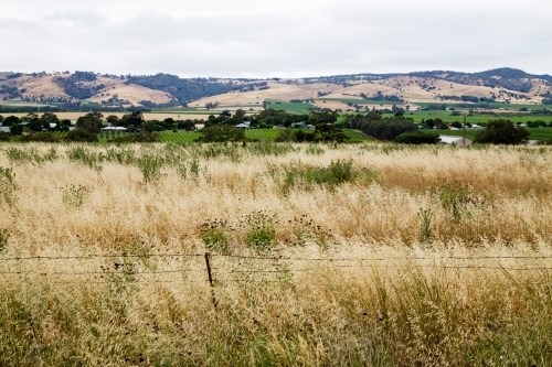 overgrown paddock with vines and hills in background - Australian Stock Image