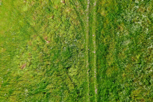 Overhead view of a vibrant green tractor tracks in grass - Australian Stock Image