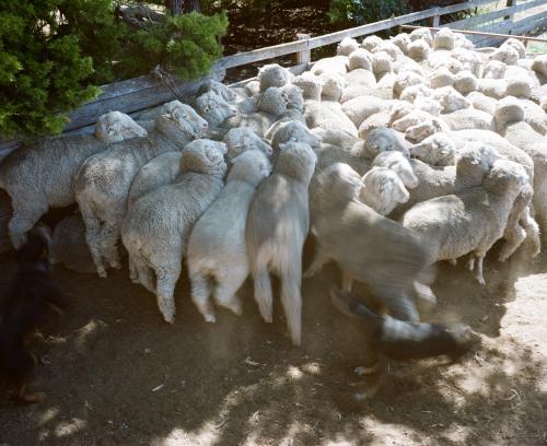 Overhead view of a working dog rounding up sheep - Australian Stock Image