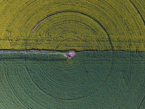 Overhead view of canola farm with center‑pivot irrigation system forming perfect concentric circles - Australian Stock Image