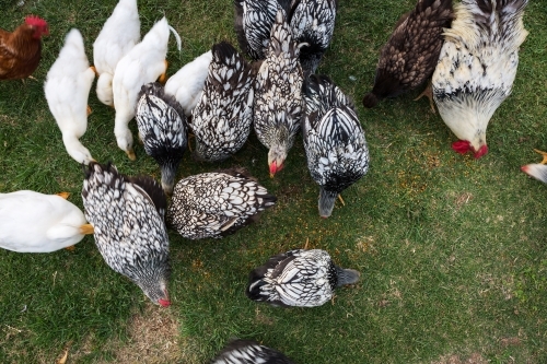 Overhead view of family of free range chickens feeding on the grass - Australian Stock Image