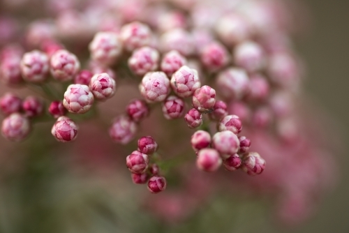 Ozothamnus Coral Flush close up - Australian Stock Image