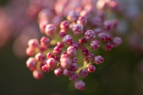 Ozothamnus Coral Flush close up - Australian Stock Image