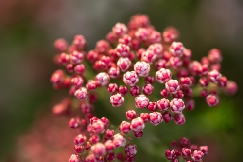 Ozothamnus Coral Flush close up - Australian Stock Image